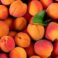 Apricot