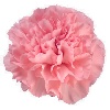 Carnation