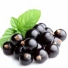 Black Currant