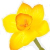 Daffodil