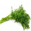 Dill