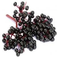 Elderberry