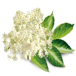 Elderflower