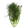 Fennel