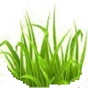 Grass