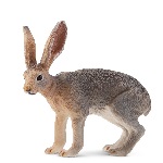 Hare