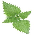 Nettle