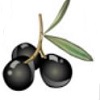 Black Olive