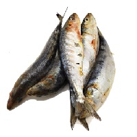 Sardines