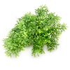 Thyme