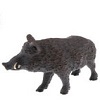 Wild Boar