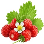 Berries