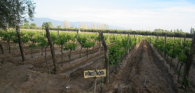 Pinot noir in Patagonia