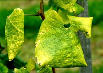 Grapevine Yellows