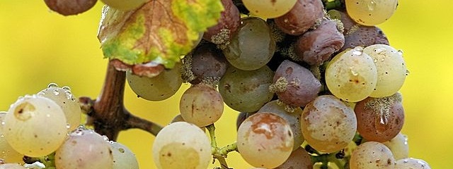 Botrytis Riesling