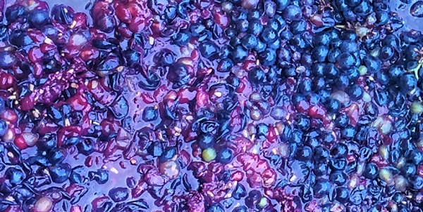 Grape Maceration