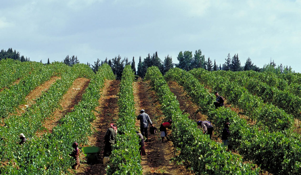 Château Ksara, Bekaa, Lebanon