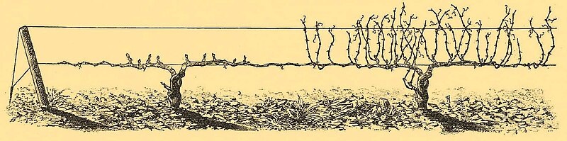 Trellising