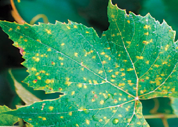 Downy Mildew