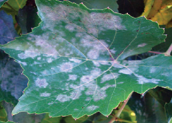 Powdery Mildew