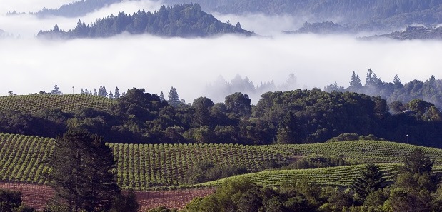 Fog in Sonoma