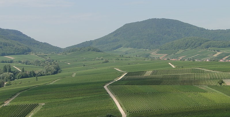 Weinberge bei Leinsweiler