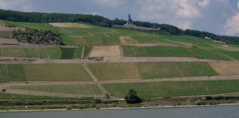 Rüdesheimer Berg