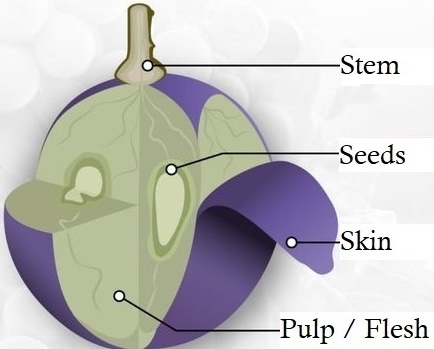 Grape Anatomy