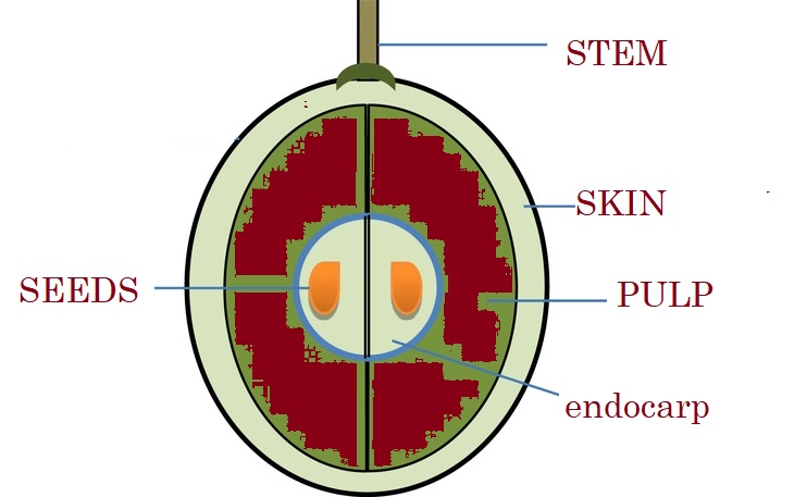 Grape Anatomy