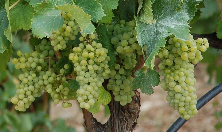 Grenache Blanc