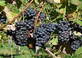 Barbera