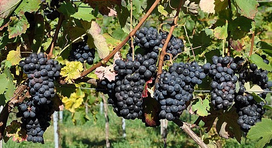 Barbera Grapes