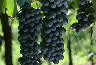 Bonarda Grapes