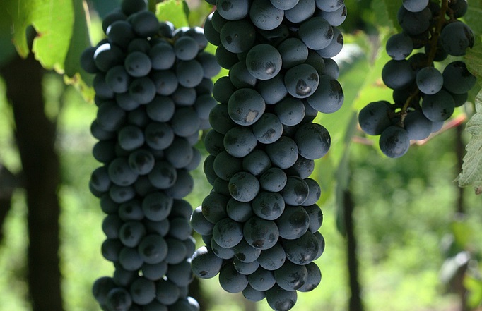 Bonarda Grapes