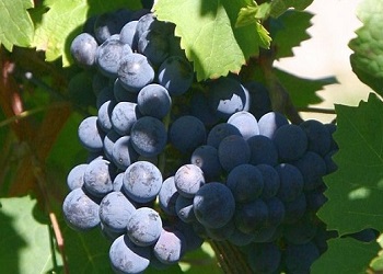 Cabernet Franc