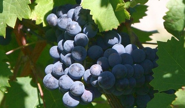 Cabernet Franc