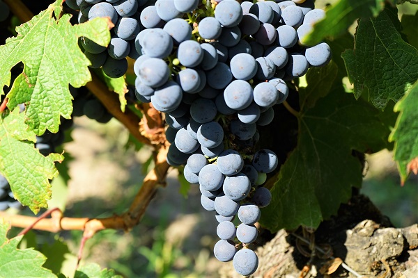 Cabernet Sauvignon Grapes