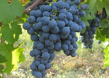 Carménère