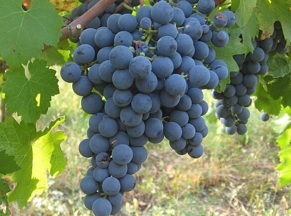 Carmenere