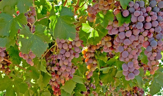 Cereza