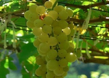 Chenin Blanc