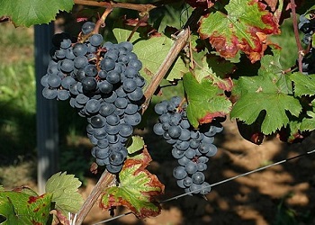 Dolcetto