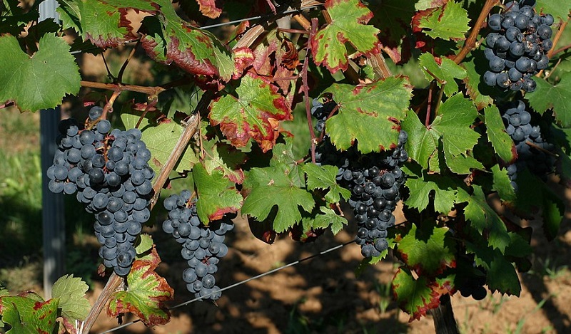 Dolcetto