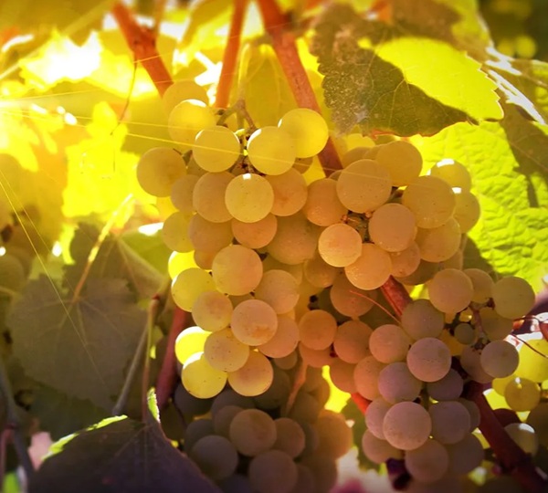 Encruzado Grapes
