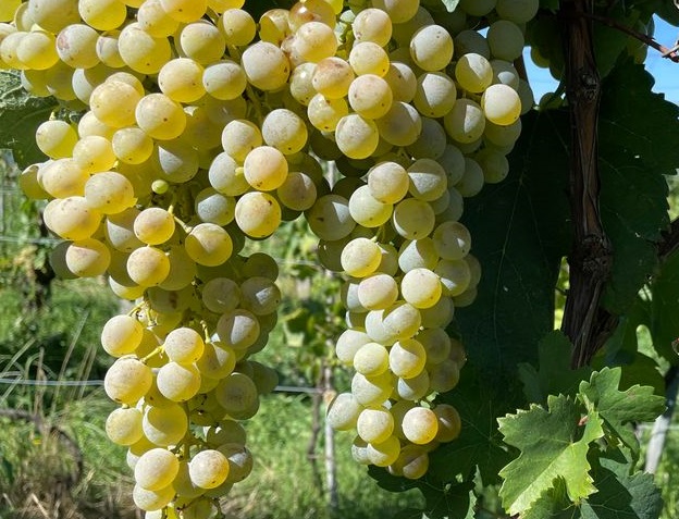 Falanghina