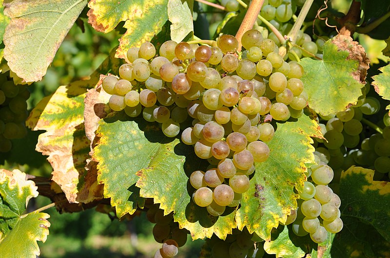 Fiano Cluster