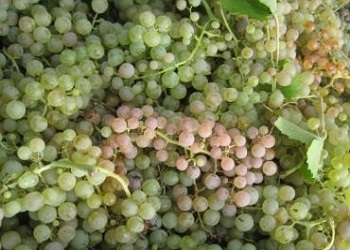 Garganega