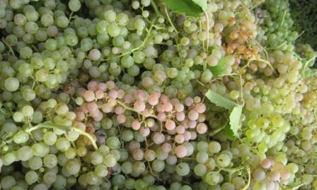 Garganega