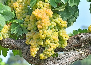 Godello