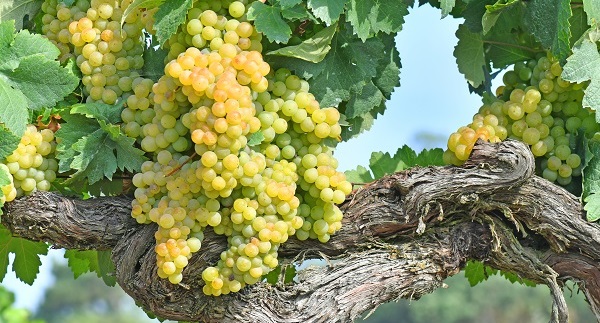 Godello